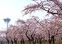 5월상순 하코다테 벚꽃놀이