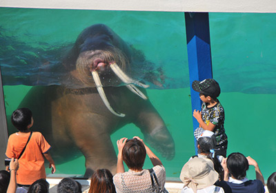 바다코끼리의 식사시간（바다동물공원）